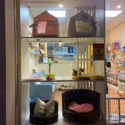 一宠精品狗狗美容:广州市天河区燕岭/五山附近