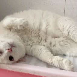 爱心天使平价宠物殡葬:广州市天河区天河客运站附近