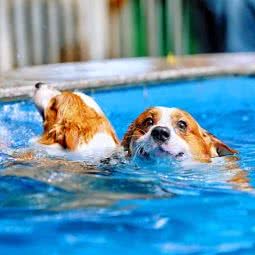 哈利旺旺宠物酒店乐园:广州市天河区龙洞/岑村附近