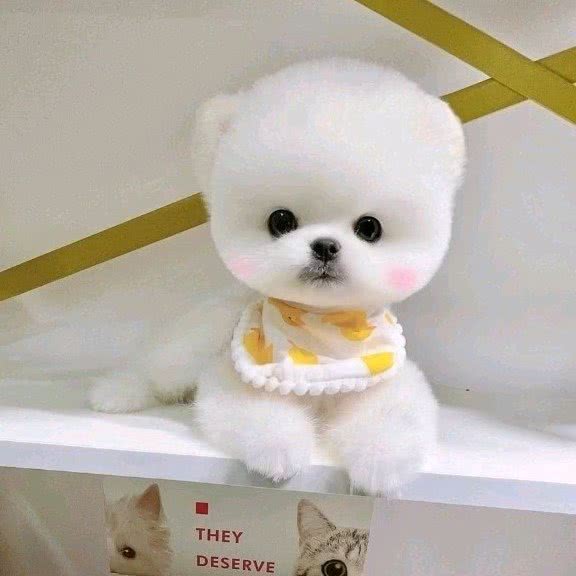 安迪宠物专卖店:北京城区朝阳区酒仙桥附近