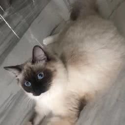 猫bo贝寄养:广州市天河区龙洞/岑村附近