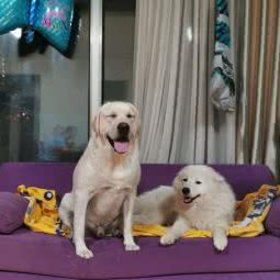 E宠宠物家庭寄养:天津城区津南区双港附近