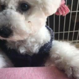 狗迷(燕塘店):广州市天河区沙河/天平架/梅花园附近