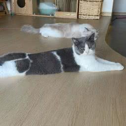 猫茶家·木有猫·猫咖:广州市天河区小新塘附近