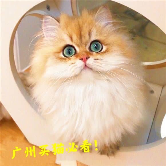 招财宠物生活馆:广州市天河区员村附近