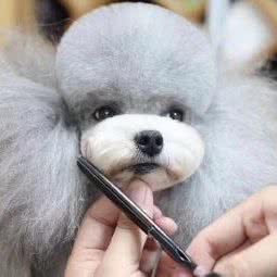 袖虎宠物(珠村店):广州市天河区黄村/奥体附近