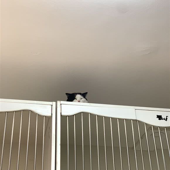 趣宠馆:广州市天河区黄村/奥体附近