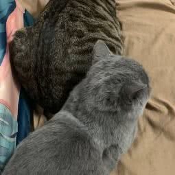 宋小白专属猫咪家庭寄养:广州市天河区岑村/火炉山附近