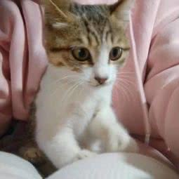 龙族宠物店(万俪购物中心店):广州市天河区石牌/百脑汇附近