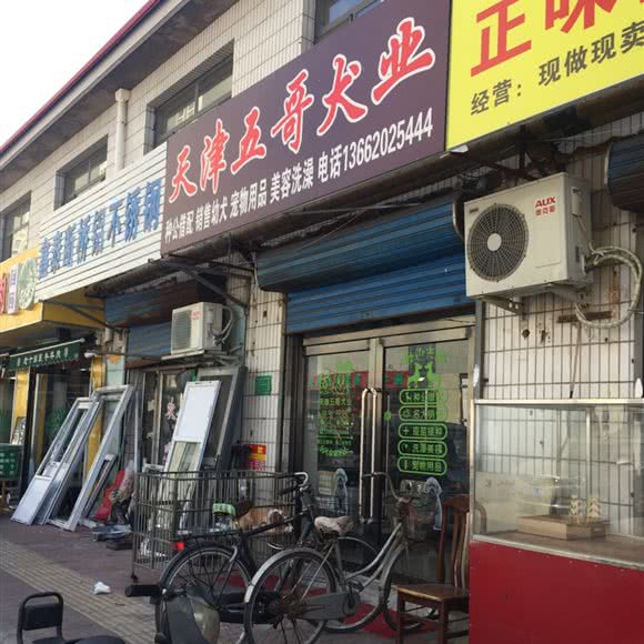 天津五哥犬业:天津城区津南区咸水沽附近