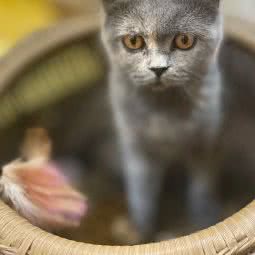 摸幺喵:广州市白云区白云绿地中心附近