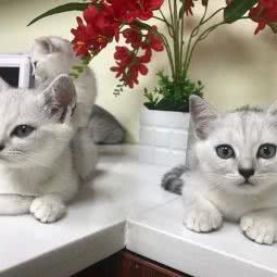 诚爱动物诊所:广州市白云区万达广场附近