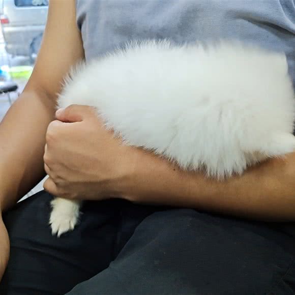 萌奇宠屋:广州市白云区同和/京溪附近