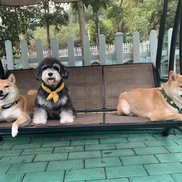 Ai宠宠物馆:广州市白云区同和/京溪附近