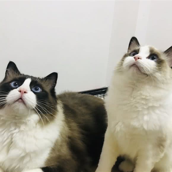 宠物狗客栈:广州市白云区同和/京溪附近