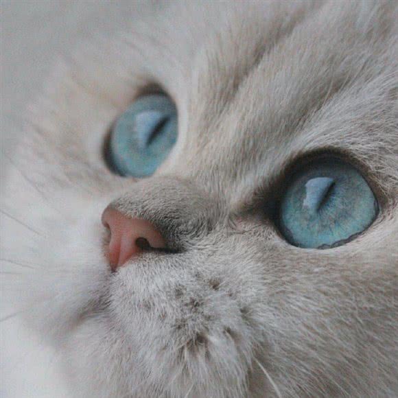 U宠宠物:广州市白云区同和/京溪附近