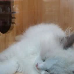 星际猫馆:广州市白云区同和/京溪附近