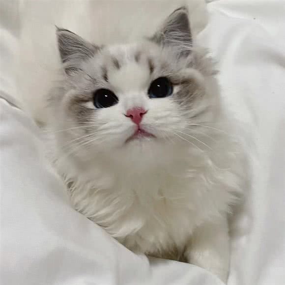 小糖果布偶猫金渐层猫舍:北京城区朝阳区酒仙桥附近