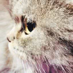 宝康宠物:广州市白云区机场路沿线附近