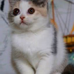 宠乐园:广州市白云区机场路沿线附近