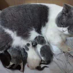 广州金毛犬之家(犬舍):广州市白云区白云国际机场附近