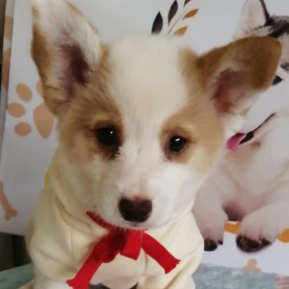 萌之佳育苗名猫名犬舍:广州市白云区白云国际机场附近