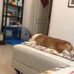 博爱犬舍狗场:广州市白云区白云国际机场附近