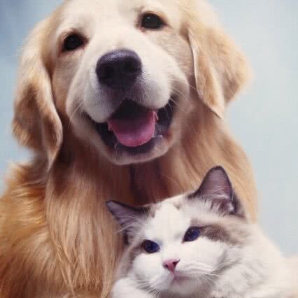 爱心萌犬萌猫犬舍狗场:广州市白云区白云国际机场附近