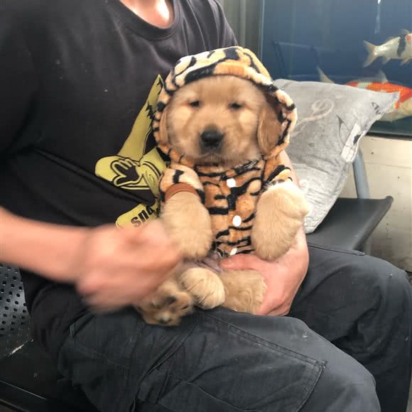 梦之家犬舍:广州市白云区白云国际机场附近