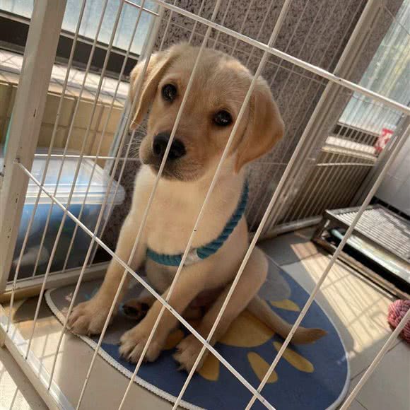 一佳柴犬犬舍:广州市白云区白云国际机场附近