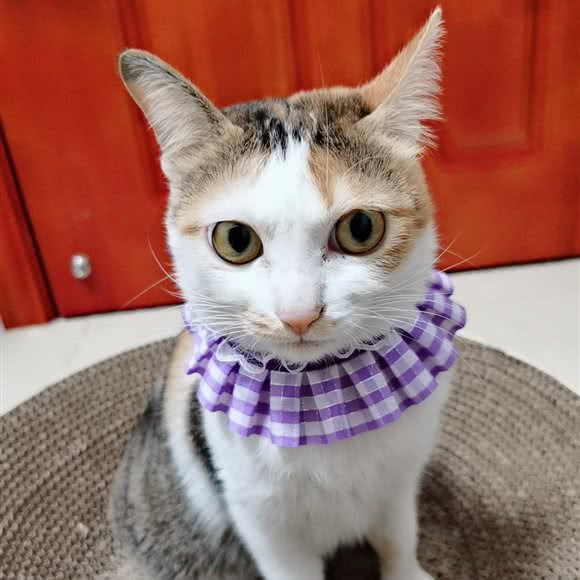 大汪小喵宠物生活馆:广州市白云区新市附近