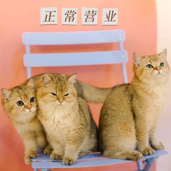 舔脚大王猫艺体验馆(798店):北京城区朝阳区酒仙桥附近