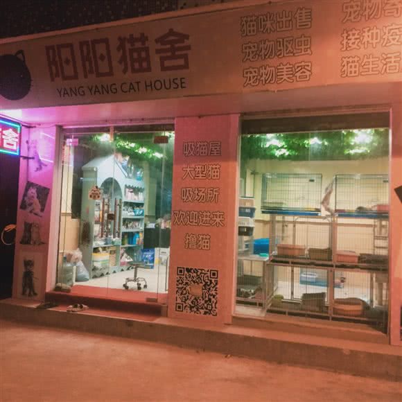 阳阳猫舍:广州市白云区新市附近
