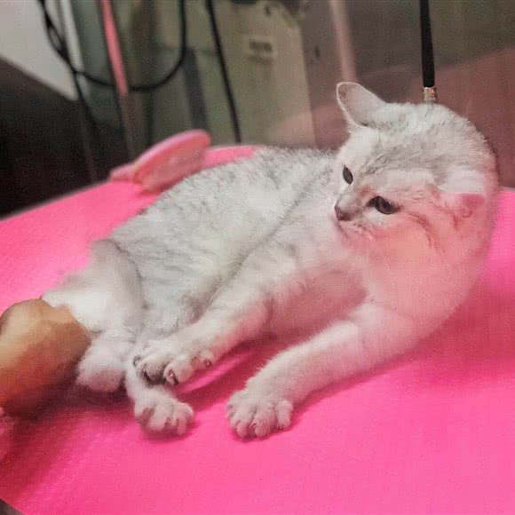 老冯私宠:广州市白云区钟落潭附近