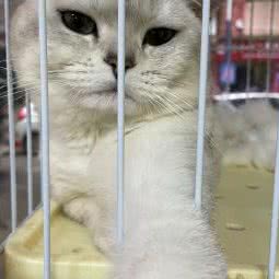 Doghome狗窝:广州市白云区同德围附近