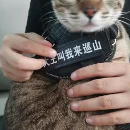 糖果猫宠物生活馆:广州市白云区永泰附近