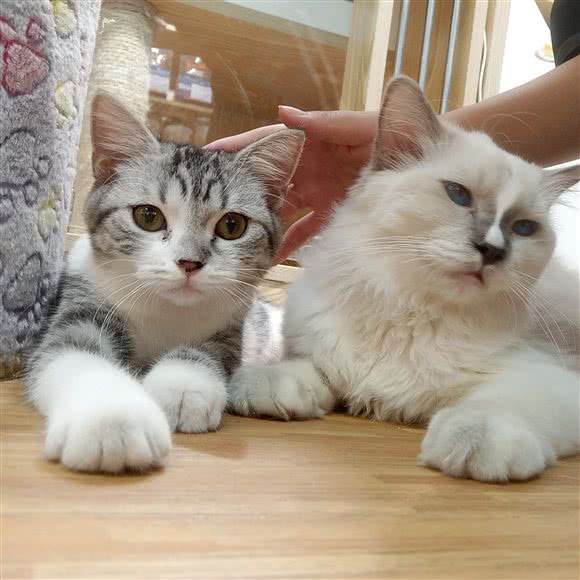 喵之恋猫馆:广州市白云区永泰附近