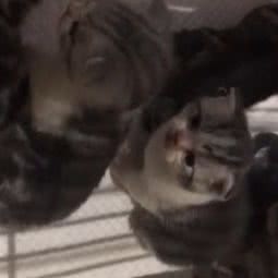 宠爱有家(太和店):广州市白云区太和镇附近