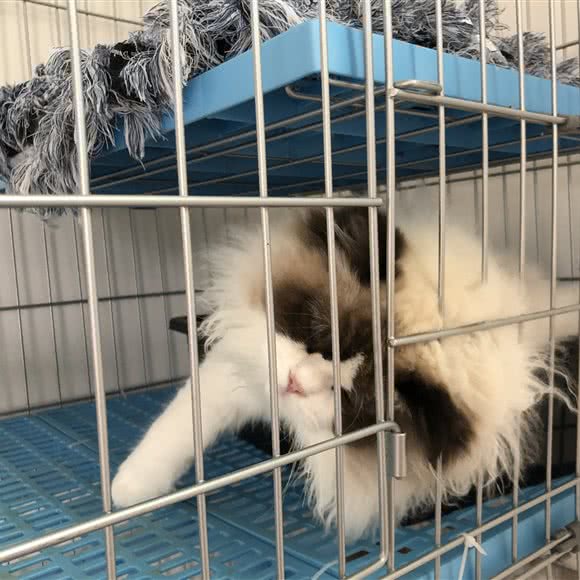 远通宠物托运:广州市白云区嘉禾/人和附近