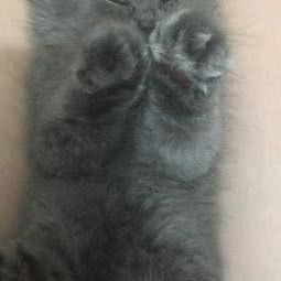 萌哆宠物:广州市白云区嘉禾/人和附近