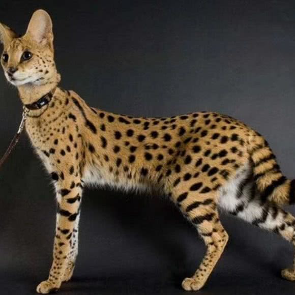 萌汪专宠:广州市白云区嘉禾/人和附近