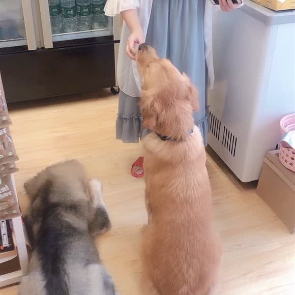 袖虎宠物(玫瑰园店):广州市白云区嘉禾/人和附近