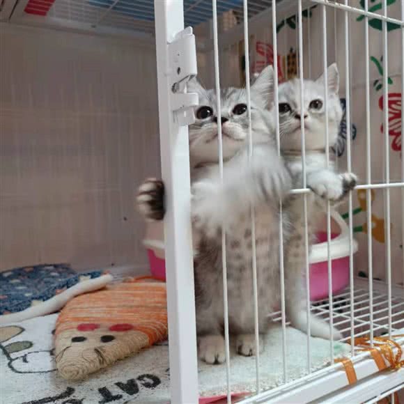 爱宠驿站宠物生活馆:广州市白云区嘉禾/人和附近