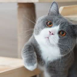 妖精家猫舍CFA英国短毛猫:广州市白云区嘉禾/人和附近