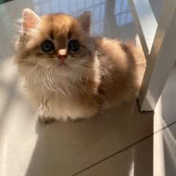 馋猫猫舍:广州市白云区嘉禾/人和附近