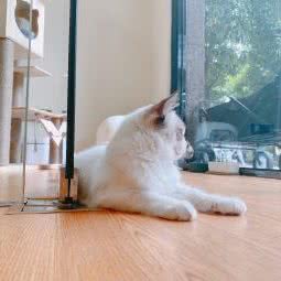 大户喵猫馆:广州市白云区石井附近