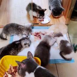 雪梨宠物店:广州市白云区罗冲围/金沙洲附近