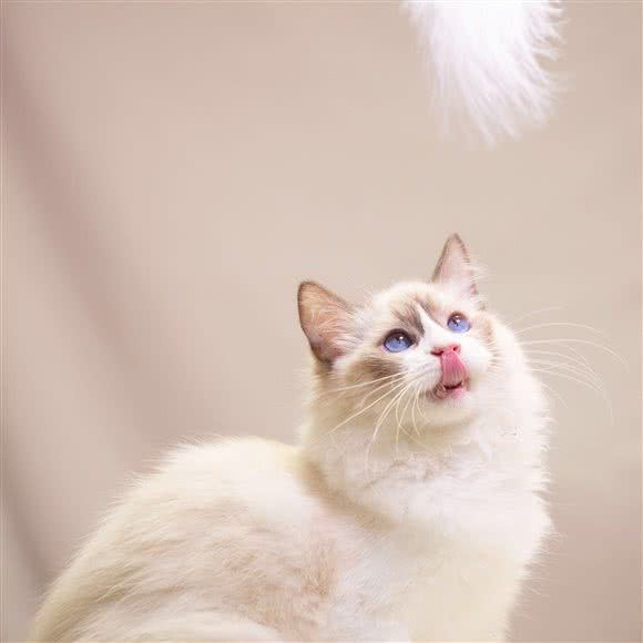 大宠小爱宠物美容馆:广州市白云区罗冲围/金沙洲附近