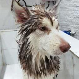 MrBear宠宠熊:广州市白云区罗冲围/金沙洲附近