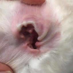 小犬名宠会所:广州市白云区罗冲围/金沙洲附近